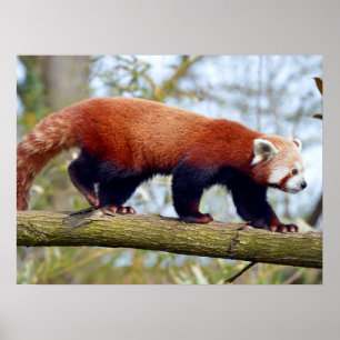 Póster Red panda walking on branch