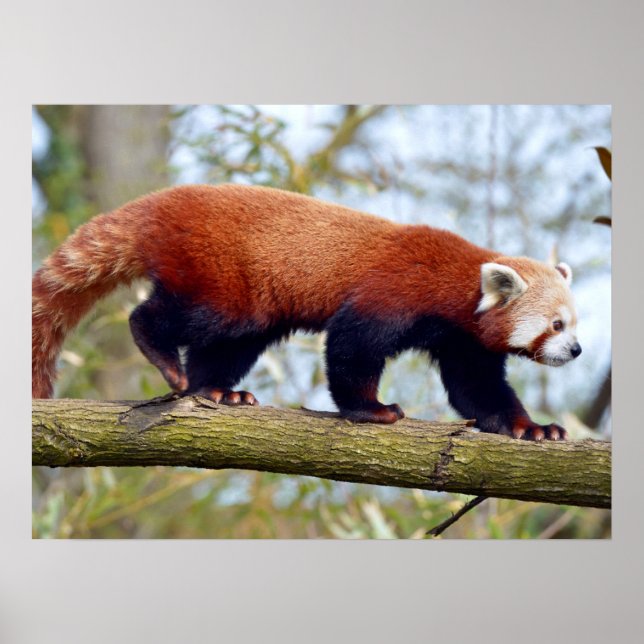 Póster Red panda walking on branch (Frente)