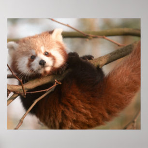 PÓSTER RED PANDAS