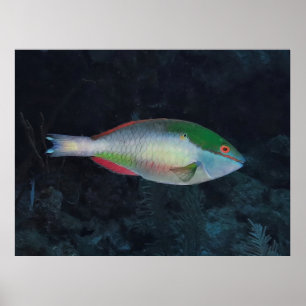 Póster Red Parrotfish
