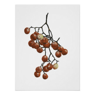Póster Red Peppercorns - Botanical Study 1