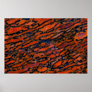 Póster Red Petrified dinosaur