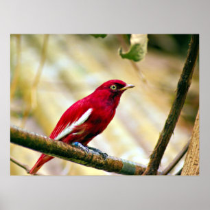 Póster Red Pompadour Cotinga bird
