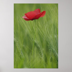 Póster Red poppy flower among wheat crop, Tuscany,