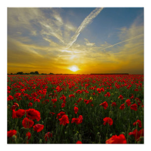 Póster Red Poppy Sunset