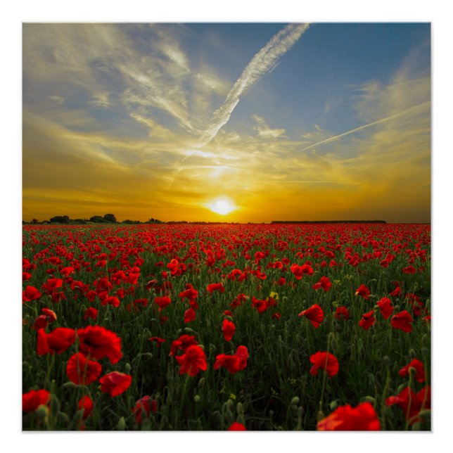 Póster Red Poppy Sunset (Anverso)