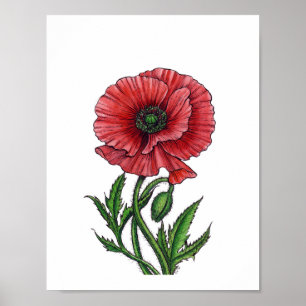 Póster Red poppy, watercolor and ink