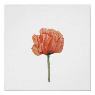 Póster Red Poppy Watercolor Botanical Print