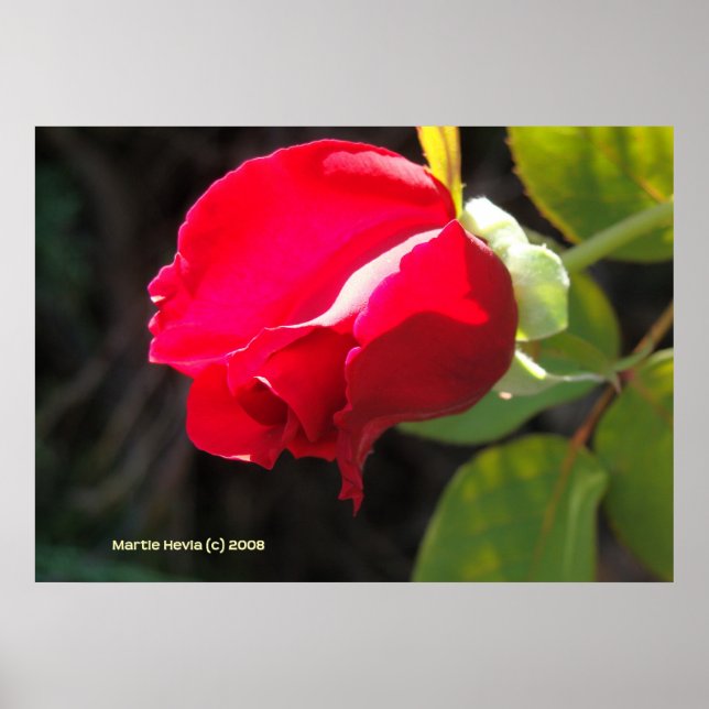 Póster Red Rose Bud (Frente)