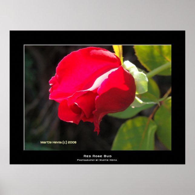 Póster "Red Rose Bud" (Frente)