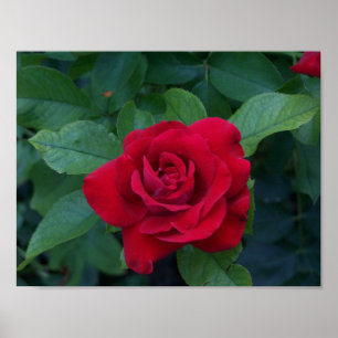 Póster Red Rose Close