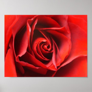 Póster Red Rose Elegance