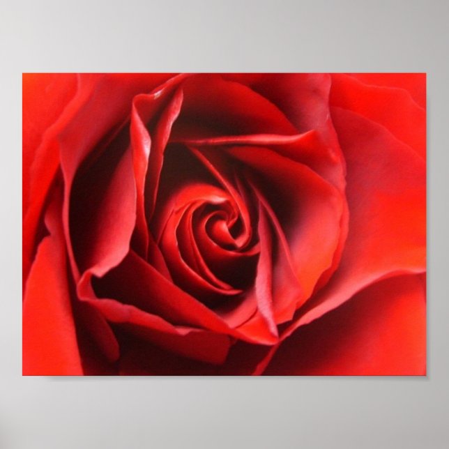 Póster Red Rose Elegance (Frente)