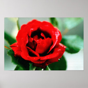 Póster Red Rose Love