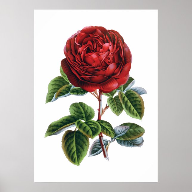 Póster Red rose poster (Frente)