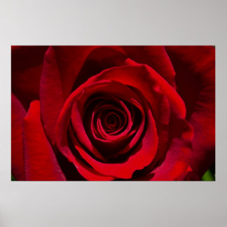 Póster Red Rose poster