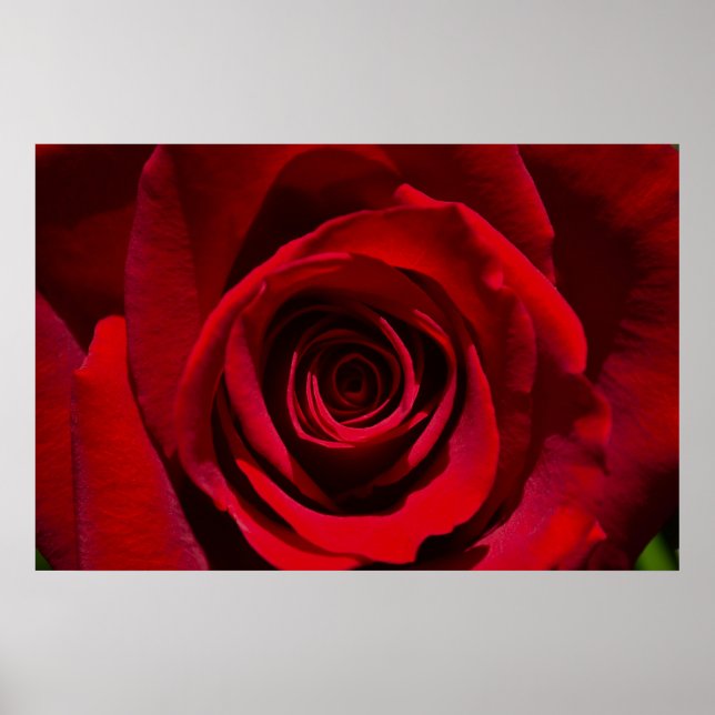 Póster Red Rose poster (Frente)