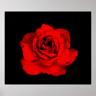 Póster Red Rose Print