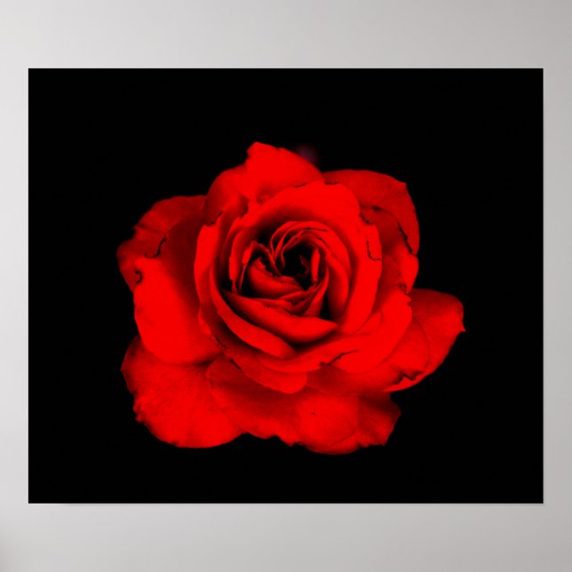 Póster Red Rose Print (Frente)