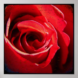 Póster Red Rose TTV