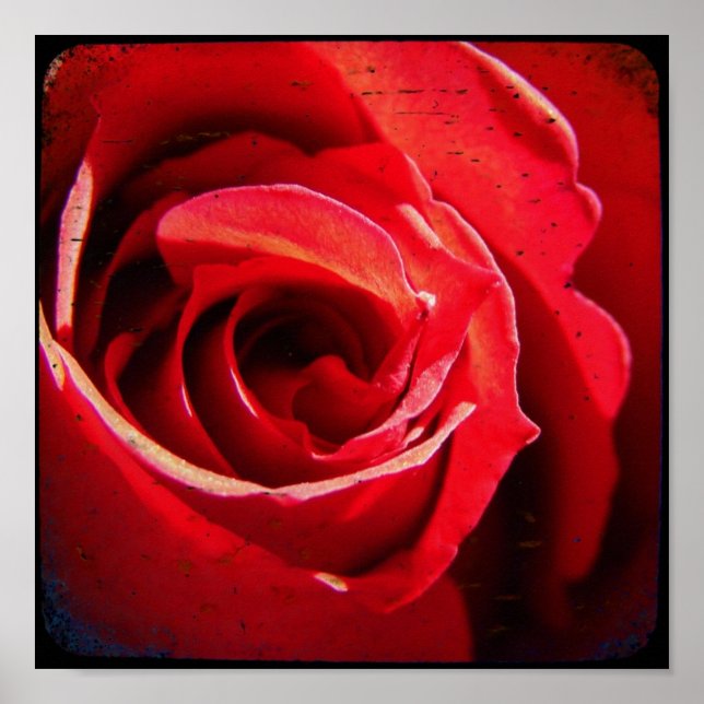 Póster Red Rose TTV (Frente)