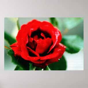 Póster Red Rose with Dew Drops
