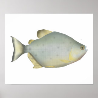 Póster Red Ruby Piranha