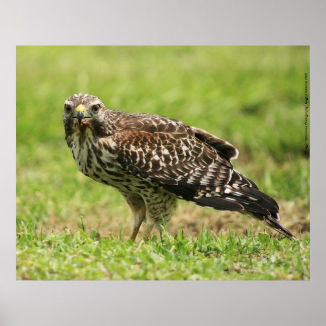 Póster Red Shouldered Hawk Poster (Frente)
