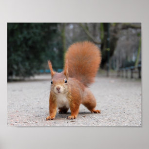 Póster Red Squirrel