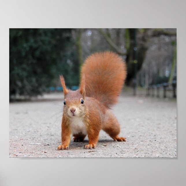Póster Red Squirrel (Frente)