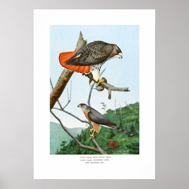 Póster Red-tailed and Cooper's Hawks (Frente)