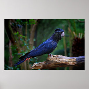Póster Red-tailed cockatoo bird