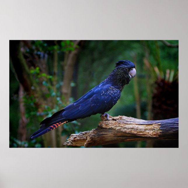 Póster Red-tailed cockatoo bird (Frente)