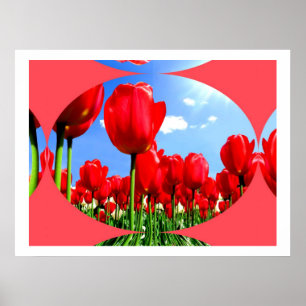 Póster Red Tulip Delight