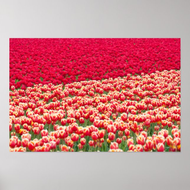 Póster Red tulips poster (Frente)