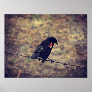 Póster Red Wing Blackbird