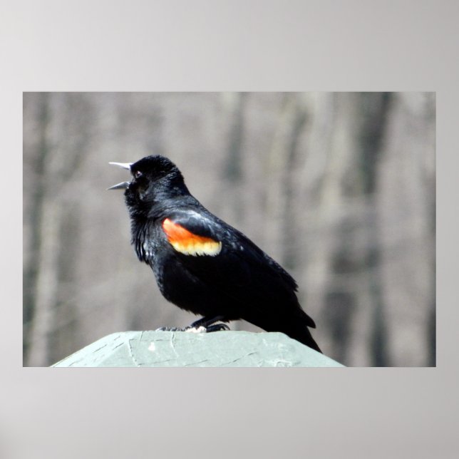 Póster Red Wingbird Blackbird llama a Poster de primavera (Frente)