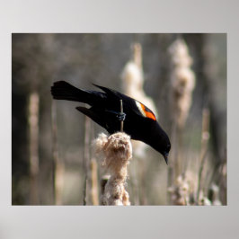 Póster Red Winged Blackbird