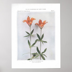 Póster Red, Wood, or Philadelphia Lily