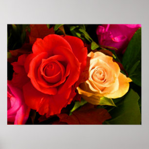 Póster Red Yellow Rose Poster
