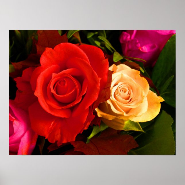 Póster Red Yellow Rose Poster (Frente)