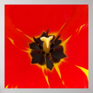 Póster red yellow tulip