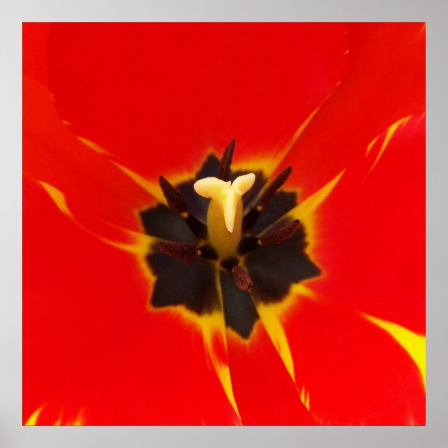 Póster red yellow tulip (Frente)