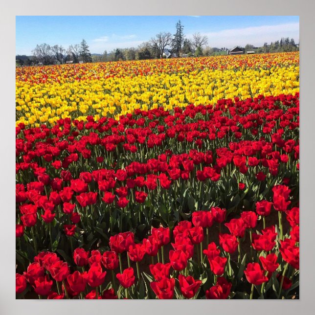 Póster Red & Yellow Tulip Field (Frente)