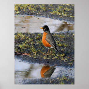 Póster redbellybird