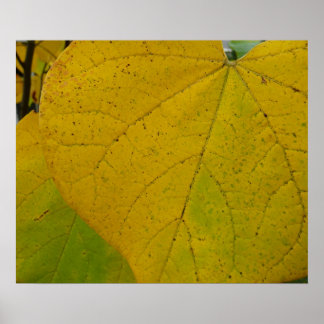 Póster Redbud amarillo deja fotografía de la naturaleza o