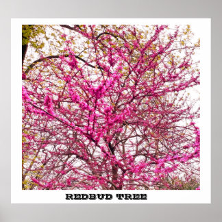 PÓSTER REDBUD TREE