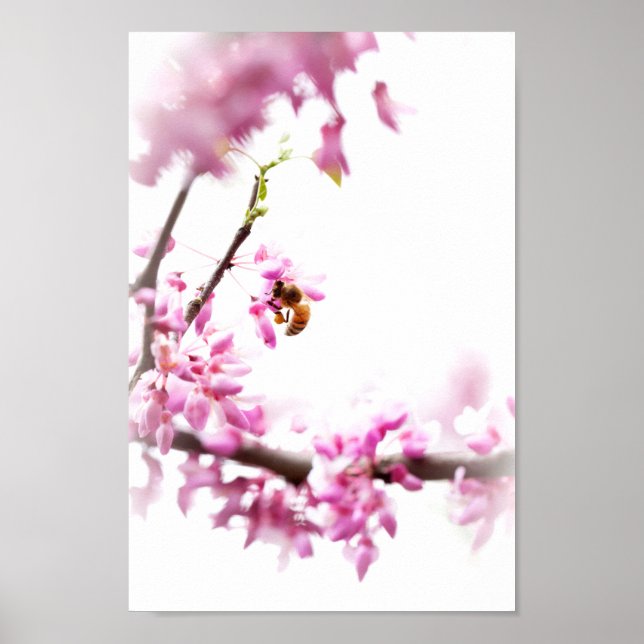 Póster Redbud y abeja de miel en primavera (Frente)