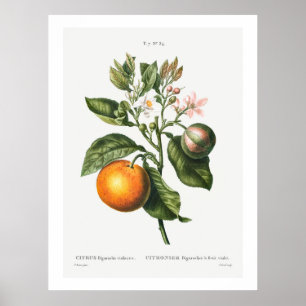PÓSTER REDOUTÉ "BITTER NARANJA" POSTER BOTÁNICO