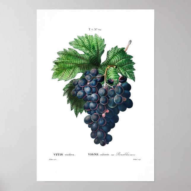 PÓSTER REDOUTÉ DE VINTAGE BOTÁNICO "GRIPOS NEGROS" (Frente)